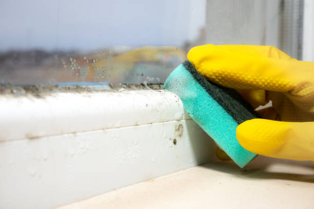 Mold Removal Process in Kenai, AK